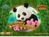 Lucky Panda